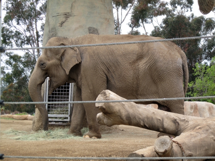 Asian Elephant